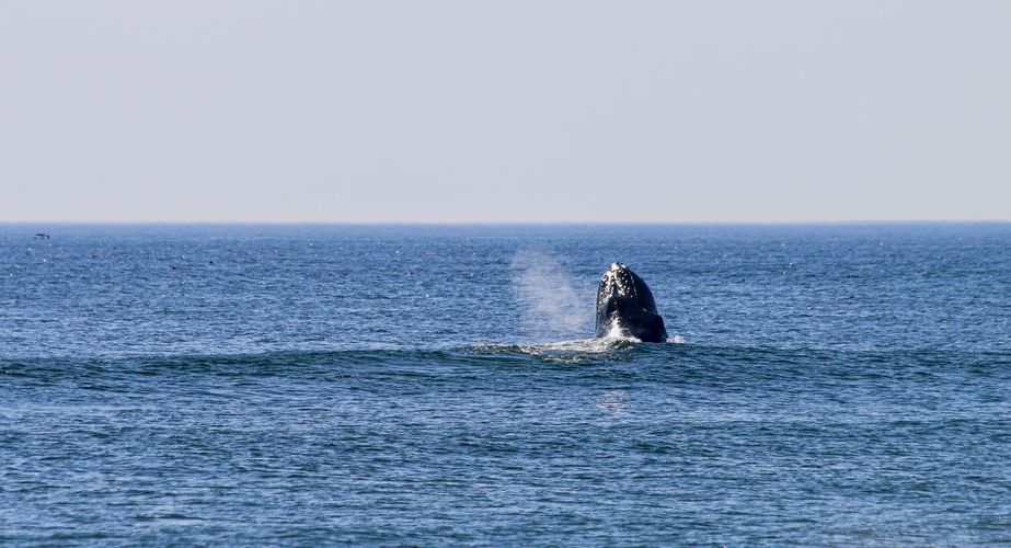 28 38 Canada 166 28 38 Canada 166